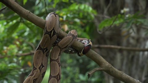 Boa Constrictor on a tree Amazon