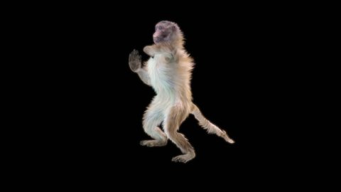 monkeys Dance CG fur 3d rendering animal realistic CGI VFX Animation Loop  composition 3d mapping cartoon, with Alpha matte