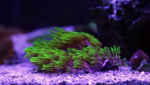 Green Star Polyp Coral - Reef Tank
