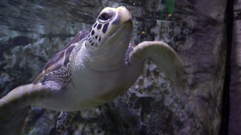 Large sea turtle swimming under water, underwater shooting in the aquarium, close-up