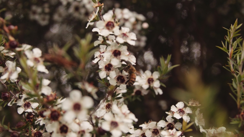 Manuka flower only found in New Zealand with a bee looking for food to produce Manuka Honey Royalty-Free Stock Footage #1050128620