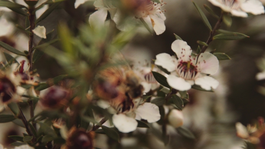 Manuka flower only found in New Zealand with a bee looking for food to produce Manuka Honey Royalty-Free Stock Footage #1050128626