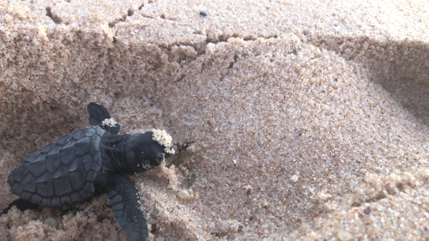 Turtle on the road image - Free stock photo - Public Domain photo - CC0 ...