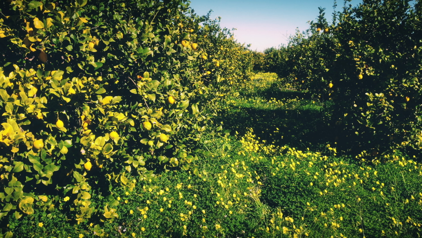 Lemon trees, traditional ecology orchard  4K Royalty-Free Stock Footage #1050136717