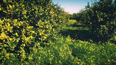 Lemon trees, traditional ecology orchard  4K