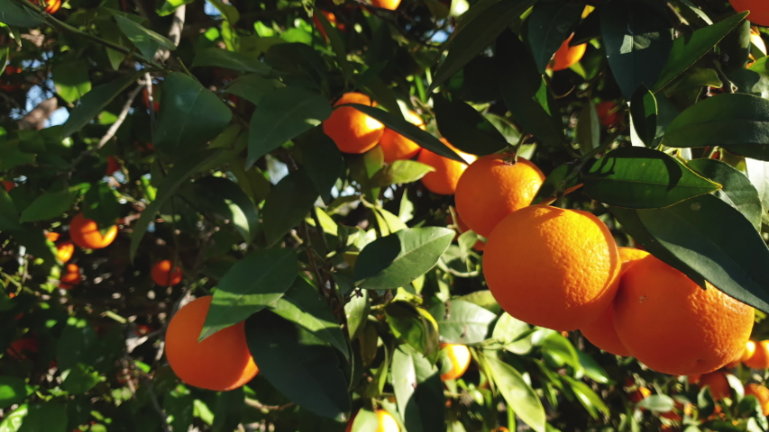 Close Up shot to an orange tree, fresh seasonal oranges  4K Royalty-Free Stock Footage #1050136762