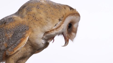barn owl, Tyto alba, choking up and spitting a pellet , studio shot with white background, 50 fps