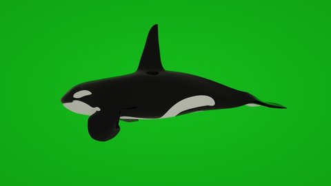 Killer Whale Swimming Animation Isolated On Stock Footage Video 100