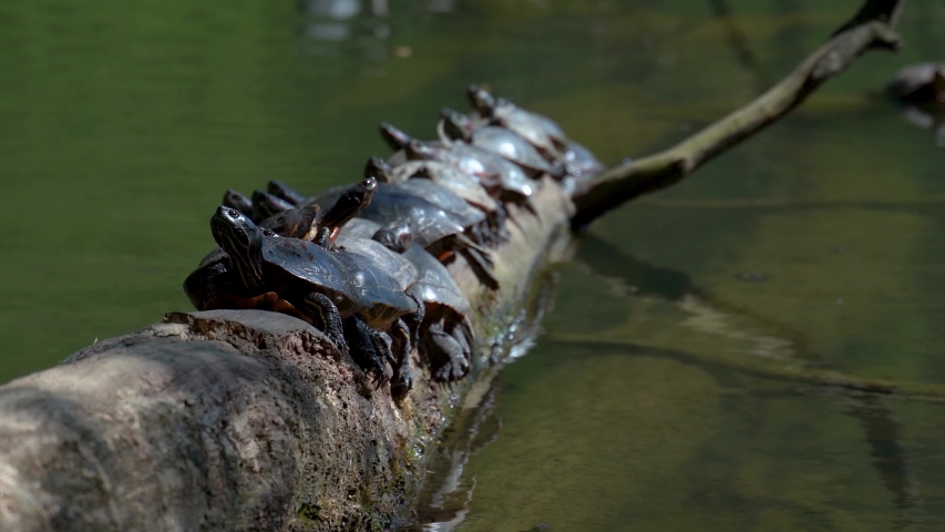 Sunbathing turtles close up on a tree part in the small lake