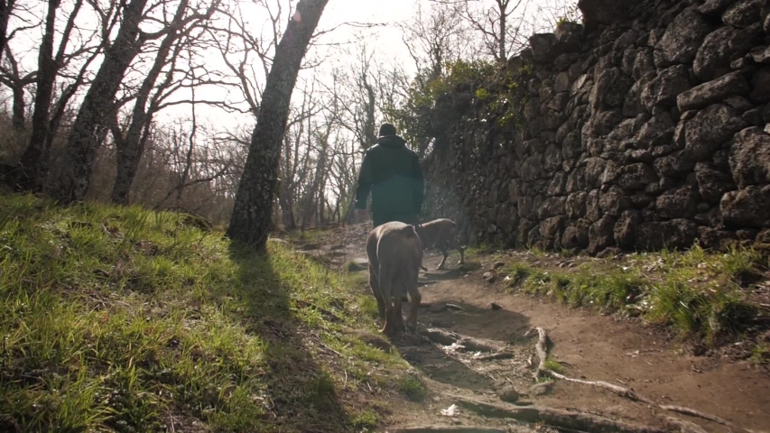 Walking the boxers in the forest
