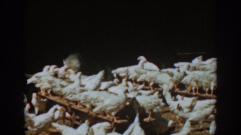 AUBURN CALIFORNIA-1939: Man Feeds Chickens