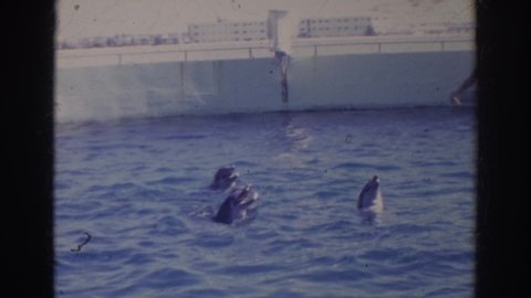 NORFOLK VIRGINIA-1966: A Zookeeper Feeding A Group Of Dolphins