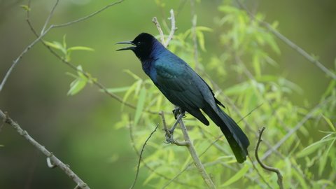 Boat-tailed grackle perched on a twig branch of a tree.
