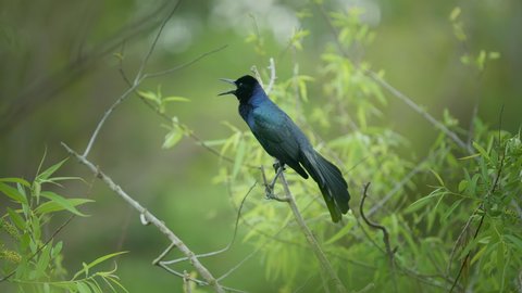 Boat-tailed grackle perched on a twig branch of a tree.