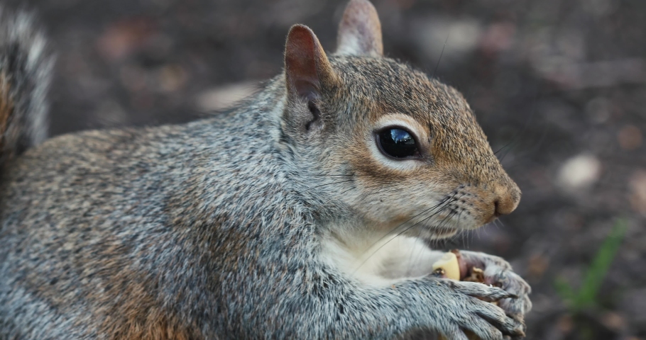 Squirrel eating Peanut image - Free stock photo - Public Domain photo ...