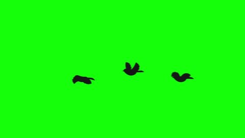 Silhouette of a flying birds on green screen, alpha channel