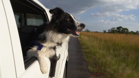 Epic shot of an adorable cute Border Collie dog looking out of car window that is moving. fun.adventure.enjoyment.Man's best friend