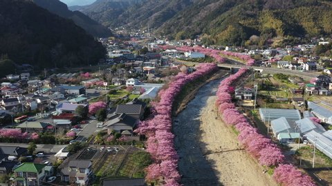 Ariel view Cherry Blossom along Kawazu River, Izu, Japan