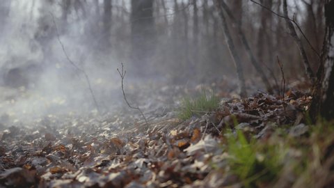 Smoke in the forested area. Fallen leaves. Late fall. Protection of nature from fires. Fog in the forest. Sad autumn landscape. Ignition in the park. Blurred nature. Trees without leaves. Morning fog