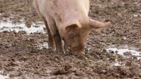 Pig in the field, organic animal husbandry