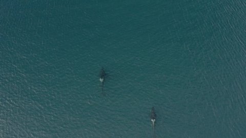 Orca killer whales in lofoten islands in norway