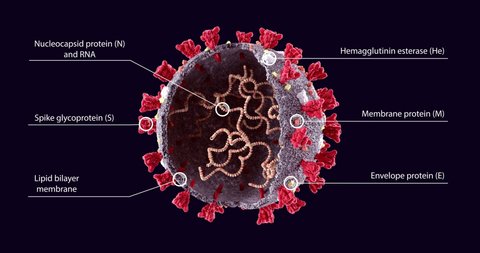 Realistic 3D animation of COVID-19 Virus Structure graphic. Corona Virus SARS-CoV-2, 2019 nCoV virus Particles.  Text description scheme on dark background. Alpha channel matte  included.