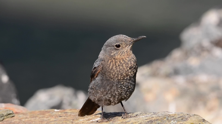 Female Blue rock thrush in his habitat. Monticola solitarius
