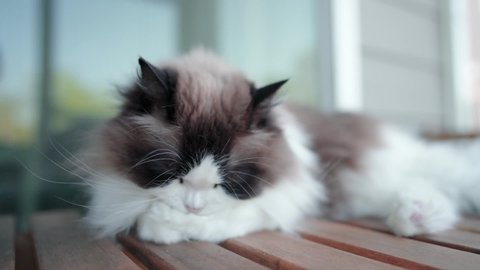 Cute Ragdoll Pet Cat Licking in Patio