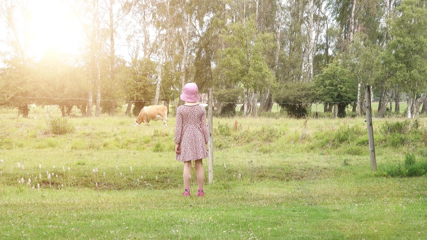 Little girl looking at cow in meadow. Calm rural farm scene with animal and exploring child. Concept of childhood adventure and lifestyle activity.