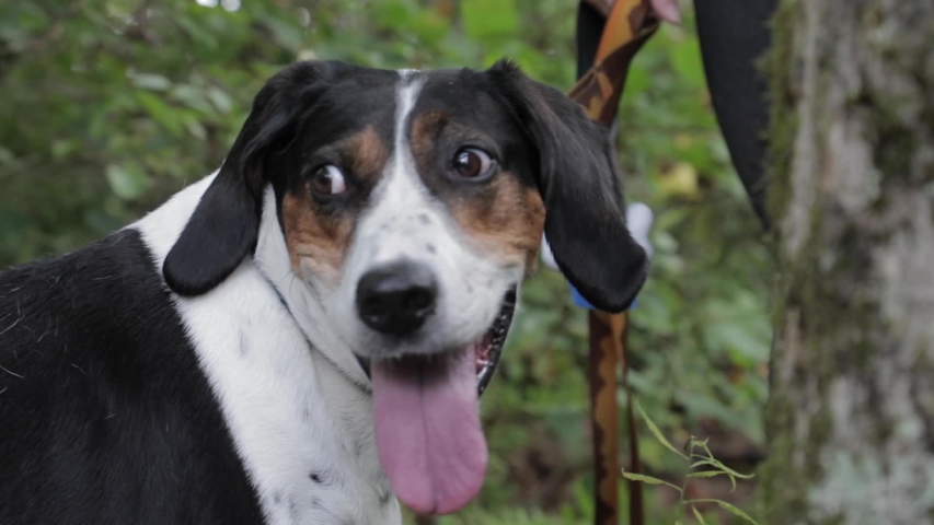 Hound dog panting on hiking trail