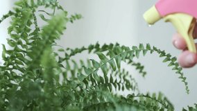 Pink and Yellow Water Bottle Spraying House Plants in Slow Motion, Woman's Hand - macro video Full HD