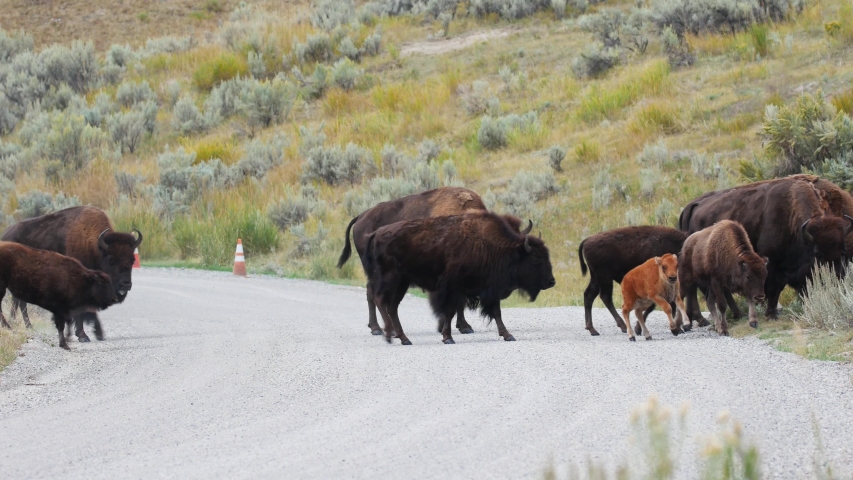 Bison in the Lamar Valley image - Free stock photo - Public Domain ...