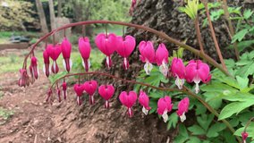 Two branches of blooming red bleeding heart flower blossoms lined up naturally in a row in a rural garden this March spring season in north america at the foot of a large tree