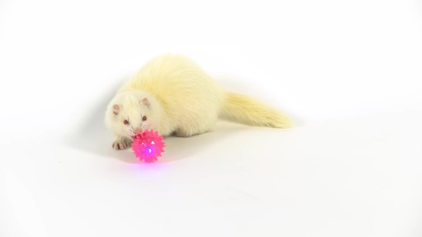 Albinos ferret furo with red eyes nibbles a sparkling pink ball with spikes at white background. Slow motion.