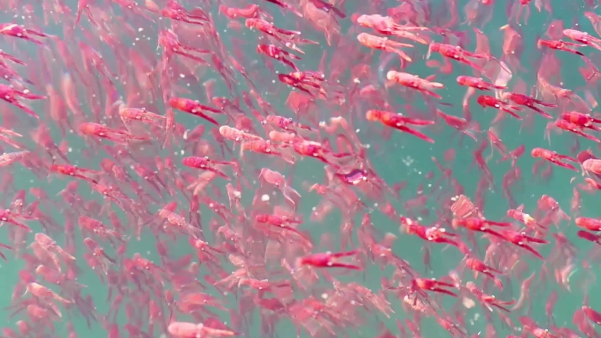 Red lobster krill swarm in blue sea water and dirt water, small Aquatic animals under sea water  Royalty-Free Stock Footage #1050247351