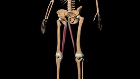 This video shows the gracilis muscles on skeleton