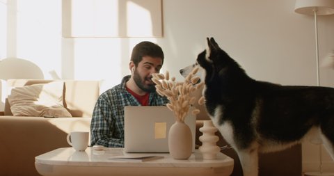 Middle Eastern male working from home, having a video call, dog sits near him. Stay home, quarantine remote work. Shot on RED Dragon