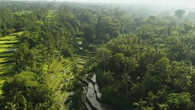 Stunning aerial view of the Tegalalang rice terrace fields during sunrise. Tegalalang rice fields are a series of rice paddies located close to Ubud, in the centre of Bali, Indonesia.