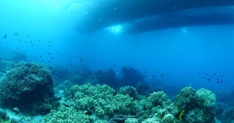 scuba diver scenery under the boat in tropical waters with fish and corals