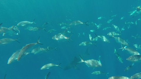 Shark cage diving in Port Licoln, South Australia 