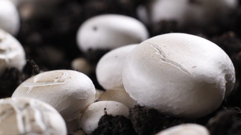 Mushrooms Growing Timelapse, Fresh New Champignon Mushroom Sprout from the ground.