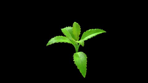 3D render  Stevia leaf of a rotating looping in alpha channel for compositing.