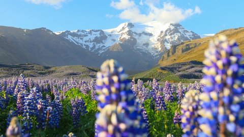 Typical Icelandic landscape with field of blooming lupine flowers. Beautiful sunny day with cloudy sky. 4K