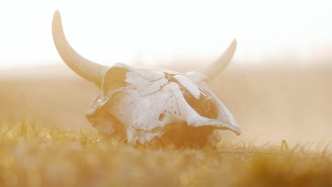 Skull of a bull in the field on sunset during sandstorm.