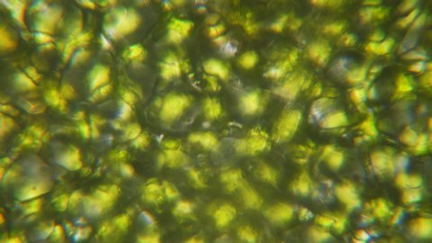 Chloroplast Under Microscope Cell Division Cell Stock Footage Video ...