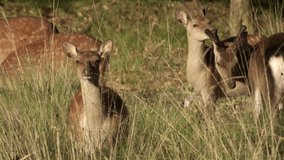 Nara / Japan      close up video of sika deer in Nara Park on Japan  , taking by hand camera