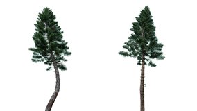 High quality 10bit footage of araucaria trees on the wind isolated on white background.  Made from 14bit RAW.