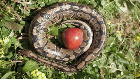 Snake twists around an apple