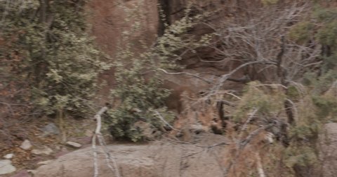 Mountain Lion aka Cougar Walking and Moving Hidden and Obscured by Brush and Shrubs in Desert