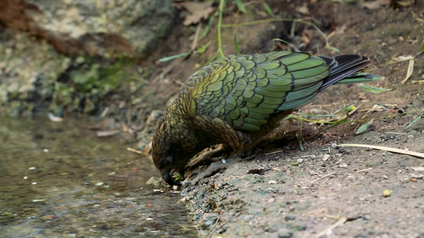 Kea alpine parrot (Nestor notabilis)eating